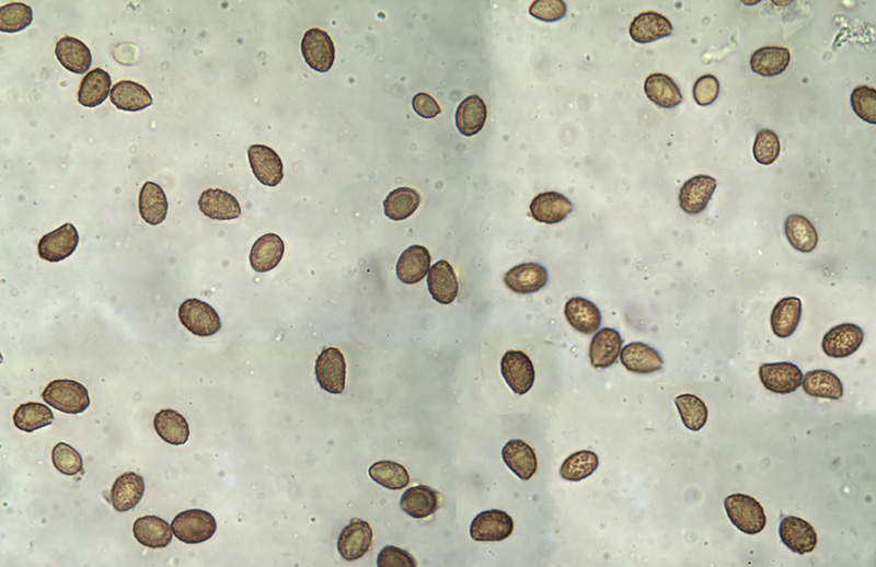 Cortinarius vernus spores Cortinarius vernus mikro